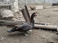 Turkeys — ছবি 2