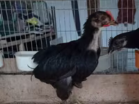 Ayam Cemani — foto 2