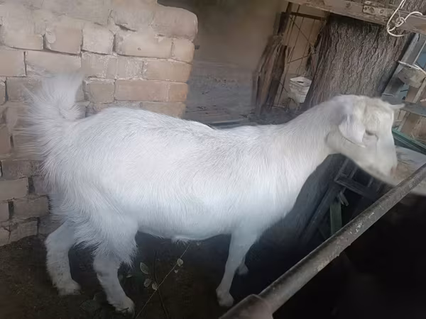 Ged, Russian White goat
