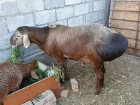 Ovan, Hissar sheep — fotografija 3