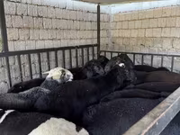 Kambing jantan, Rhon sheep — foto 3