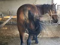 اسب نر, Tatar horse — عکس 3