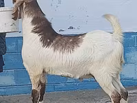 แพะตัวผู้, Kamori goats — รูปภาพ 2
