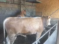 گاو نر, Swiss cattle — عکس 5