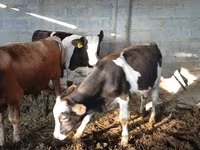 گاو نر, Russian Black pied cattle — عکس 4