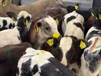 গবাদি পশু (দল, লিঙ্গ উল্লেখ নেই), Simmental cattle — ছবি 3