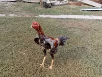 Chickens — zdjęcie 2
