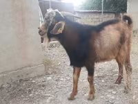 암염소, Nubian Goat — 사진 2