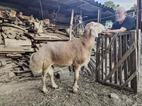 Խոյ, Arashan sheep — լուսանկար 3
