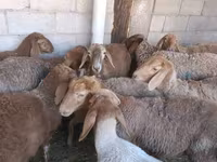 แกะตัวเมีย, Arashan sheep — รูปภาพ 1