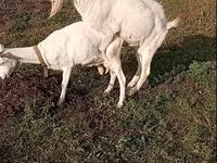 Caprone, Saanen goat — foto 4