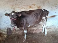 Vacă, Bovine — foto 1