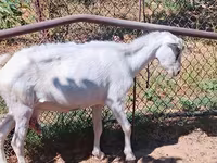 Koza, Saanen goat — foto 7