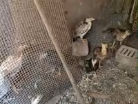 Chickens — 사진 1