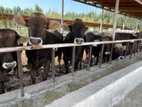 گاو و گوساله (گروه، جنسیت مشخص نشده), Swiss cattle — عکس 2