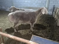 قوچ, Rhon sheep — عکس 7