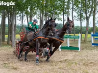 Pastuv, Nonius horse — fotografija 6