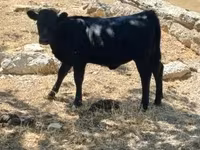Lembu ternakan (lot, jantina tidak dinyatakan), Dexter — foto 3