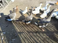 Ducks — Foto 1