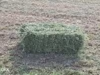Люцерна 3 укос 2026 год — foto 2