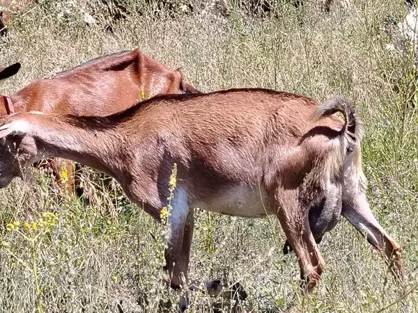 Ямаа, Nubian Goat