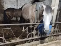 Kuda jantan, Horses — foto 2