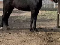 Klisna, Orlov Trotter — foto 1