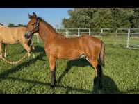 公马, Rocky Mountain Horse — 照片 5