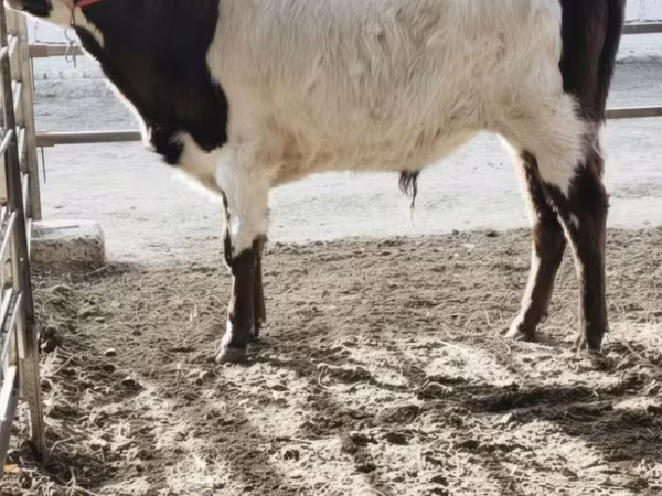 گاو نر, Simmental cattle