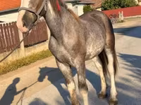 Hingst, Heste — foto 1