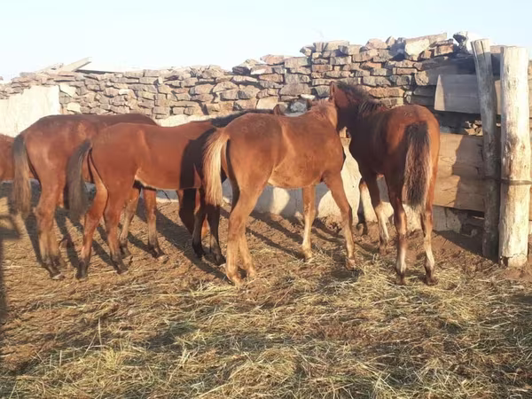 Koń, Mugalzhar horse