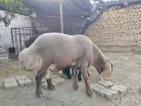 Beran, Arashan sheep — foto 4