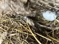 Chickens — عکس 3