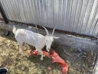 بکری, Saanen goat — تصویر 5