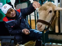 Ram, Sheep — photo 2