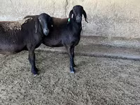 Ovca, Arashan sheep — fotografija 1