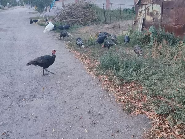 Turkeys