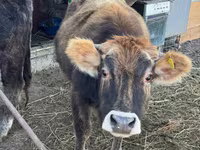 Krava, Swiss cattle — fotografija 1