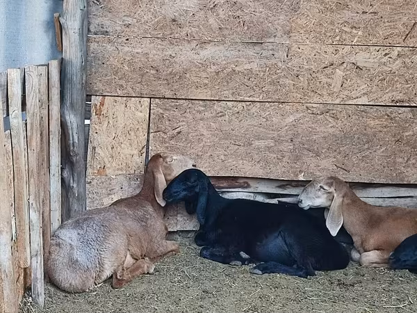 Буз, Nubian Goat — Қирғизистон