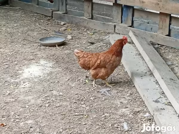 Chickens