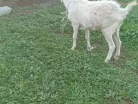 แพะตัวเมีย, Saanen goat — รูปภาพ 1