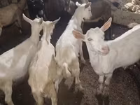 ছাগল, ছাগল — ছবি 3