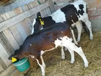 Ko, Russian Black pied cattle — foto 2