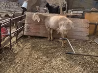 میش, Edilbay sheep — عکس 4