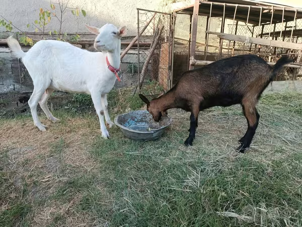 Goat, Saanen goat