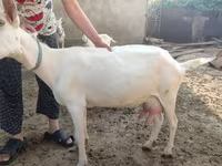 بز ماده, Saanen goat — عکس 2