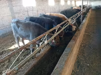 İnek, Swiss cattle — foto 6