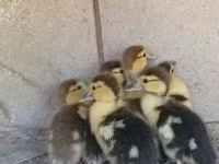 Ducks — foto 5