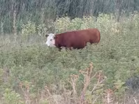 Kuh, Limousin-Kuh — Foto 4