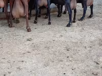 عنزة, Murcia-Granada goats — الصورة 3
